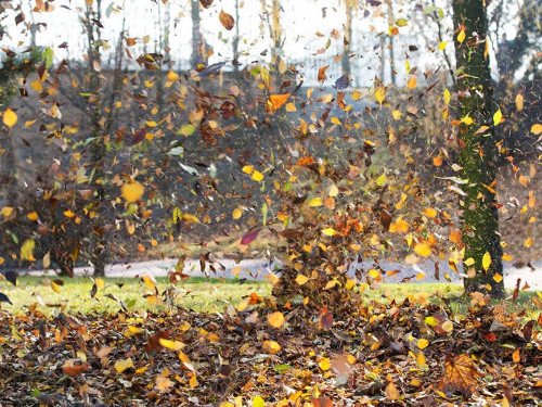 Picture-of-leaves-blowing-in-the-wind_reduced_2.jpg Picture-of-leaves-blowing-in-the-wind_reduced_2.jpg