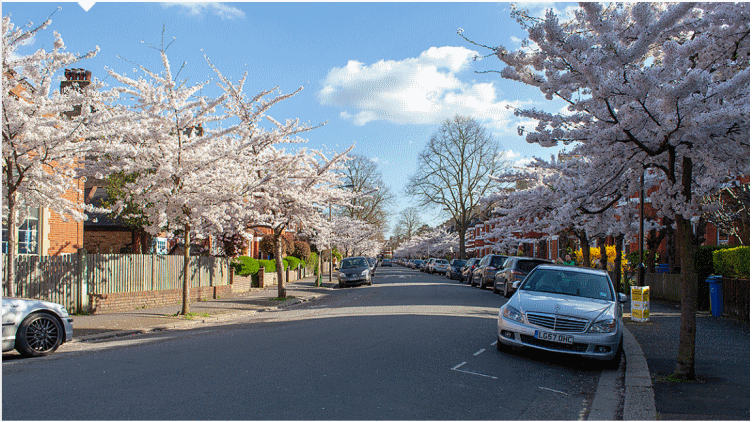 tree_lined_avenue_from_website_The_Street_Tree2.png tree_lined_avenue_from_website_The_Street_Tree2.png